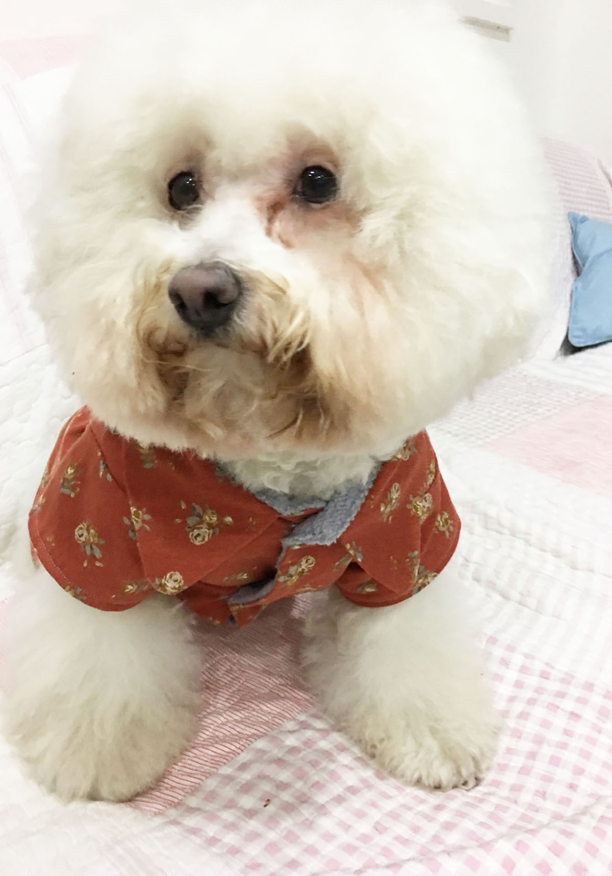 寵物服裝設計課程