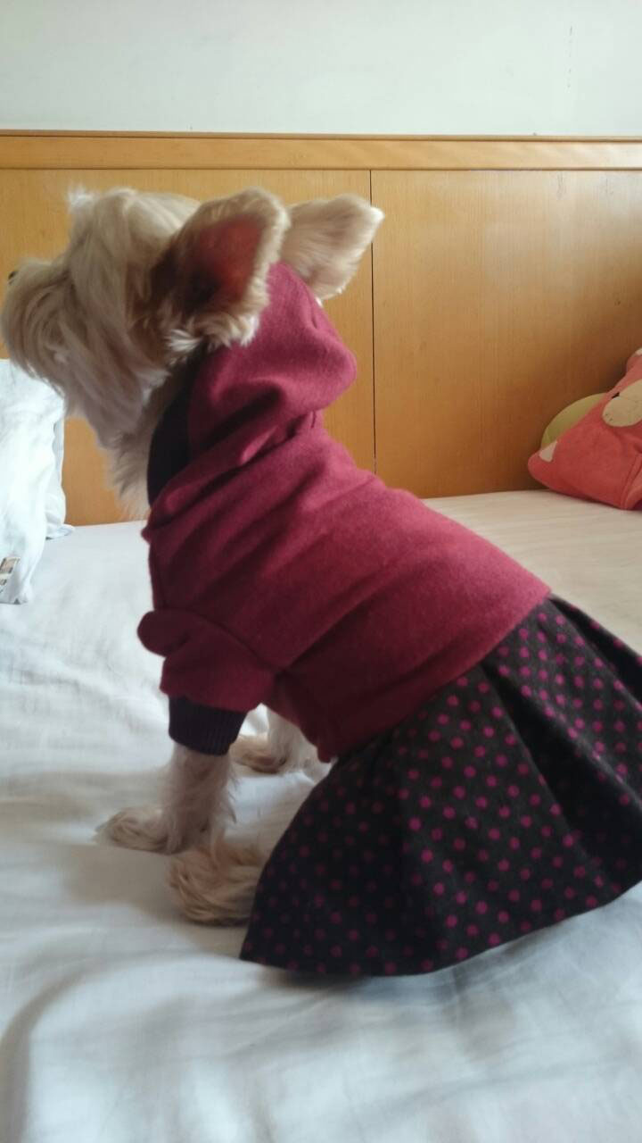 寵物服裝設計課程